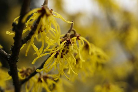 Foto de Bruja avellana amarillo hermosas flores florecen principios de primavera. - Imagen libre de derechos