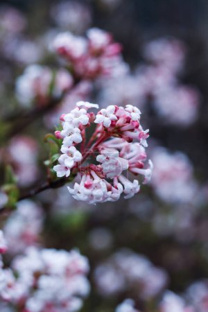 Nahaufnahme der Blüte von Viburnum farreri im Frühlingsgarten 
