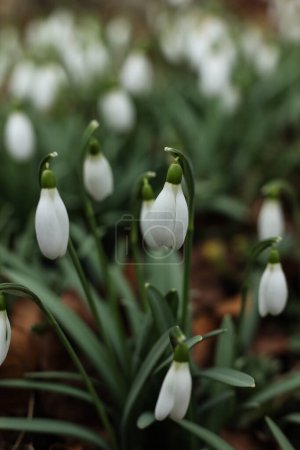 Nahaufnahme von weißen Galanthus-Blüten (Schneeglöckchen)