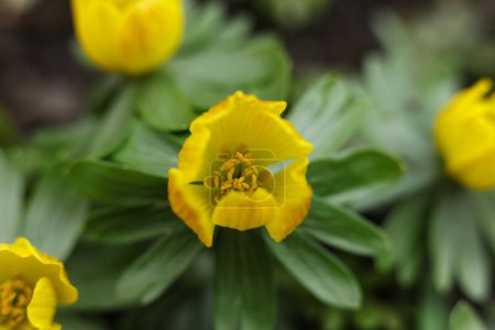 primer plano de flores de acónito de invierno amarillo