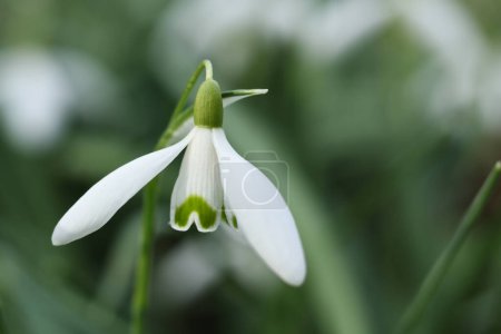 white snowdrops in a garden, macro close up