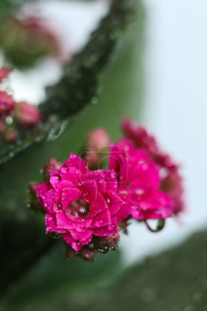 Photo for Kalanchoe blossfeldiana, also known as kalanchoe is a species of flowering plant in the genus Kalanchoe. - Royalty Free Image