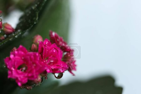 Photo for Kalanchoe blossfeldiana, also known as kalanchoe is a species of flowering plant in the genus Kalanchoe. - Royalty Free Image