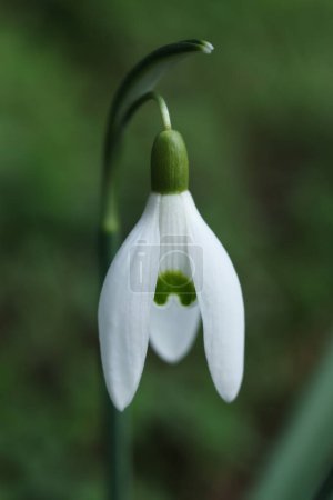 Flor de la gota de nieve, Galanthus nivalis, de cerca