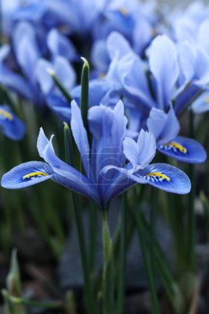 Iris reticulata die netzartige Iris oder goldene Netziris aus nächster Nähe