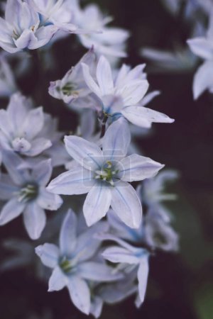 beautiful Puschkinia scilloides, commonly known as striped squill or Lebanon squill in the spring garden