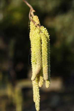 Corylus avellana, the common hazel in the spring close up