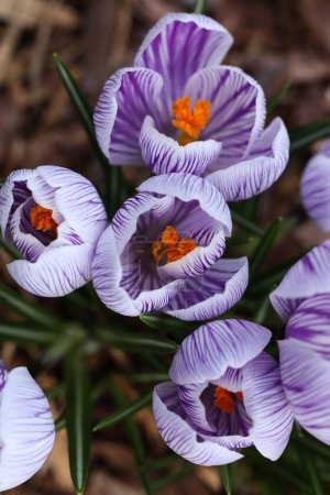 Photo for Crocus flowers blooming in the garden. Spring crocus flowers - Royalty Free Image