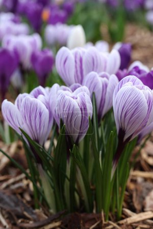 Photo for Crocus flowers blooming in the garden. Spring crocus flowers - Royalty Free Image