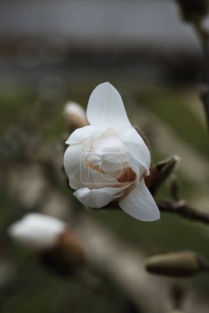 Photo for The star Magnolia blossom in the garden, close-up, selective focus - Royalty Free Image