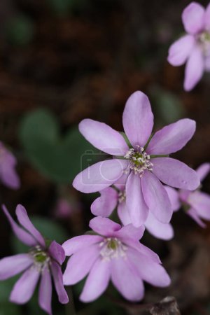 Purple flowers of Hepatica acutiloba, the sharp-lobed hepatica in the forest
