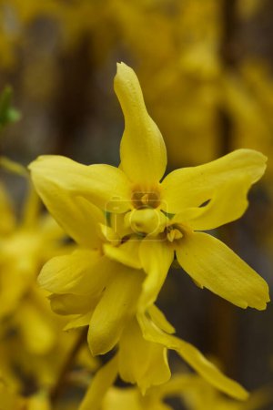 Close up of yellow forsythia flowers blooming in spring.
