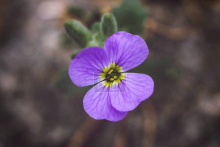 purple aubrieta flower in the garden