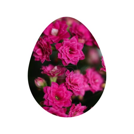 Photo for Easter egg with pink kalanchoe flowers isolated on white background, - Royalty Free Image