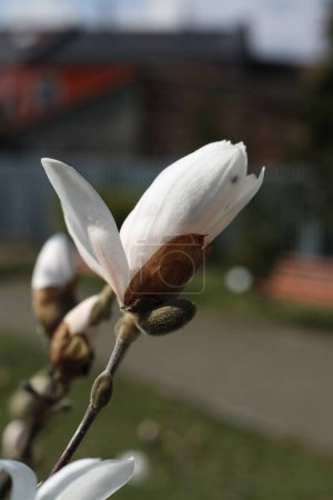 the star Magnolia blossom in the garden, close-up, selective focus