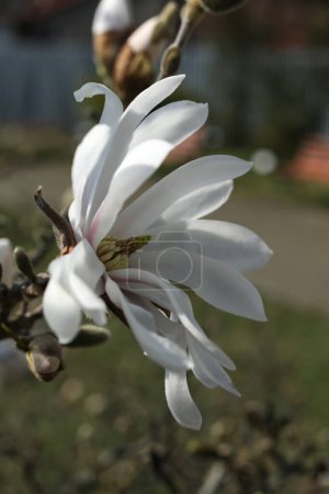 Photo for The star Magnolia blossom in the garden, close-up, selective focus - Royalty Free Image