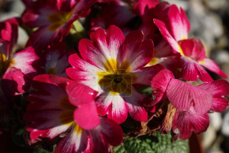 Close up of pink primula flowers in bloom, selective focus.