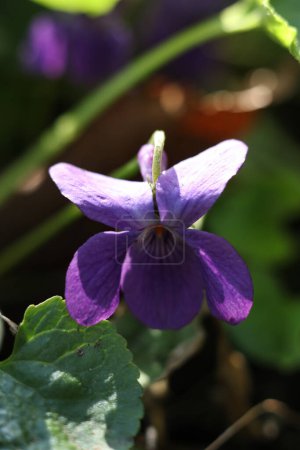 Viola odorata, allgemein als Waldviolett bekannt, ist eine Blütenpflanze aus der Familie der Violaceae.