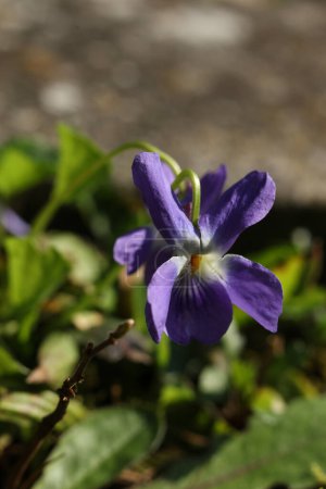 Viola odorata, allgemein als Waldviolett bekannt, ist eine Blütenpflanze aus der Familie der Violaceae.