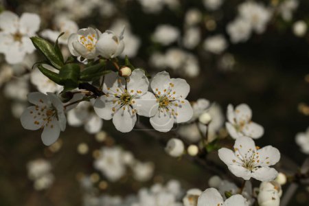 Mirabellpflaumenblüte im Frühling
