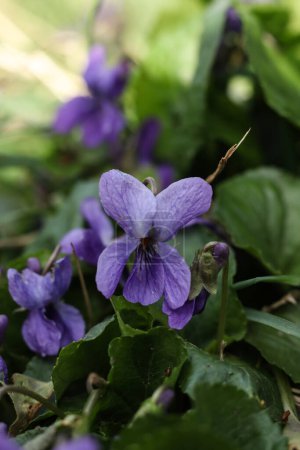 Viola odorata, Veilchen, blüht im Garten