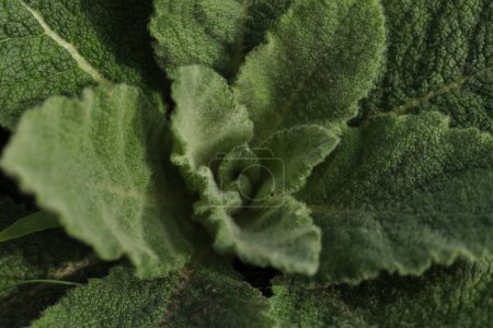 Photo for Closeup of green Mullein leaves in spring - Royalty Free Image