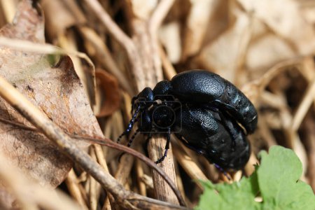 Black oil beetle mating couple on a dry leaf in the forest. Macro photography.