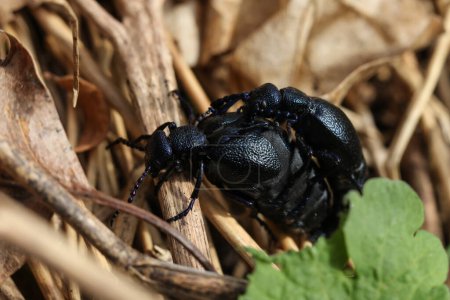 Black oil beetle,meloe proscarabaeus, mating couple on a dry leaf in the forest. Macro photography.