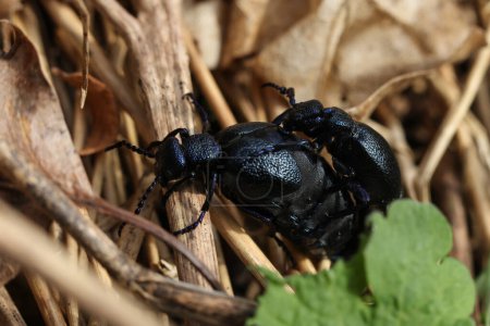 Black oil beetle,meloe proscarabaeus, mating couple on a dry leaf in the forest. Macro photography.