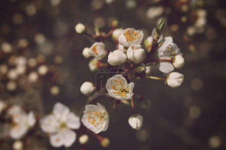 La prune Mirabelle fleurit au printemps