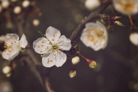 Mirabelle plum blossom in the spring