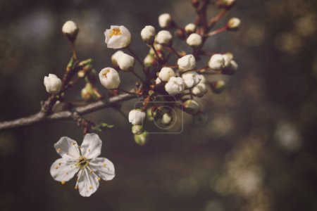 La prune Mirabelle fleurit au printemps
