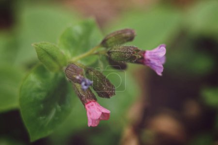 Pulmonaria obscura, common names unspotted lungwort or Suffolk lungwort flowers blooming in the forest