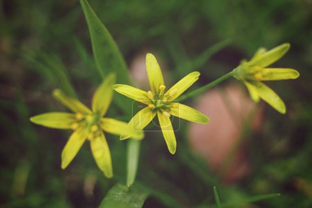 Close up of small yellow Gagea lutea, known as the Yellow star-of-Bethlehem