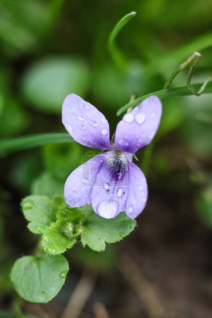 Viola odorata, violette Blüte, Makro, selektiver Fokus