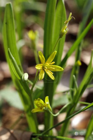 Close up of small yellow Gagea lutea, known as the Yellow star-of-Bethlehem