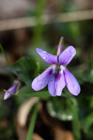 Viola odorata, violette Blüte, Makro, selektiver Fokus