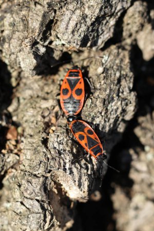A pair of firebugs on the bark of a tree. Macro