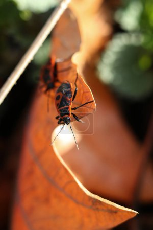 The firebug, Pyrrhocoris apterus on a dry leaf. Selective focus.