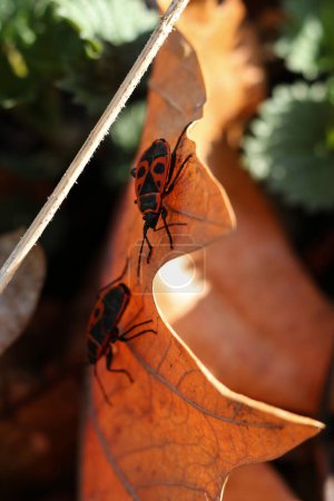 The firebug, Pyrrhocoris apterus on a dry leaf. Selective focus.