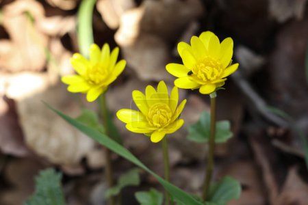 beautiful Ficaria verna, commonly known as lesser celandine or pilewort  in the garden