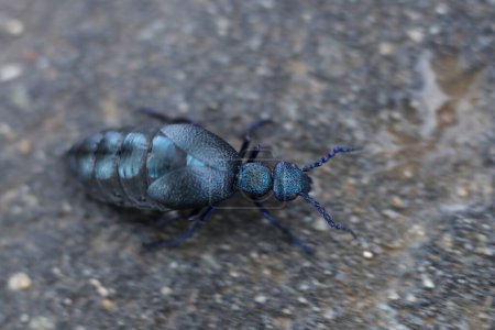 Black oil beetle. Macro photography, selective focus