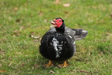 Muscovy duck, Cairina moschata, single male on grass, 