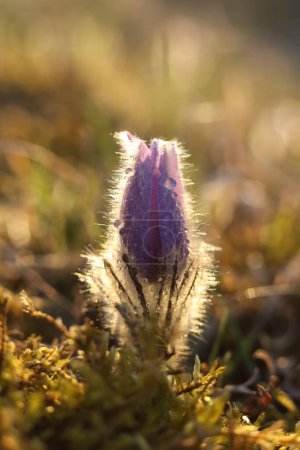 Pasqueflowers (Pulsatilla patens) covered in water drops during the golden hour