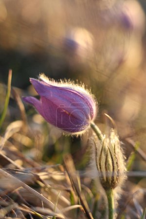 Pasqueflowers (Pulsatilla patens) on the field  during the golden hour