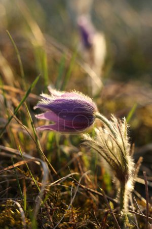 Pasqueflowers (Pulsatilla patens) on the field  during the golden hour