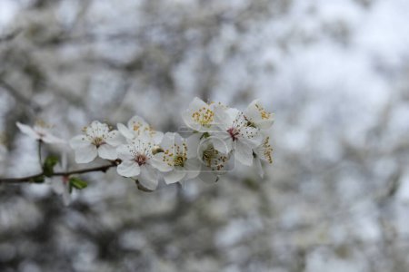 Mirabellpflaumenblüte im Frühling