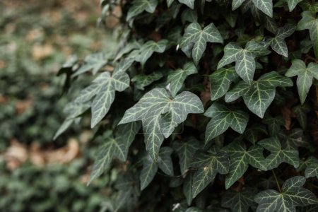 Hedera helix, the common ivy, English ivy, European ivy close up