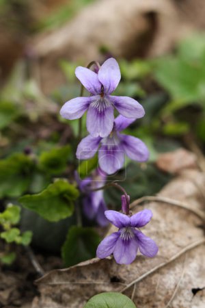 Violette Blüten von Veilchen (Violets odorata))