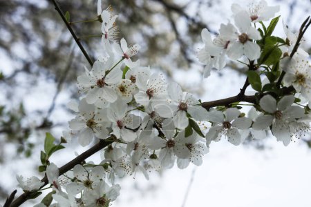 Mirabelle plum blossom in the spring